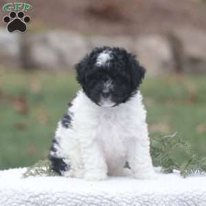 Dixie, Maltipoo Puppy